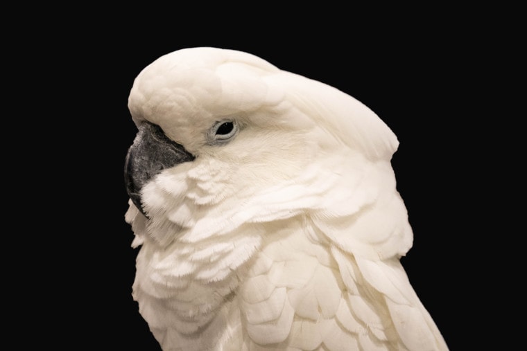 White,Crested,Cockatoo,Isolated,On,Black,Background
