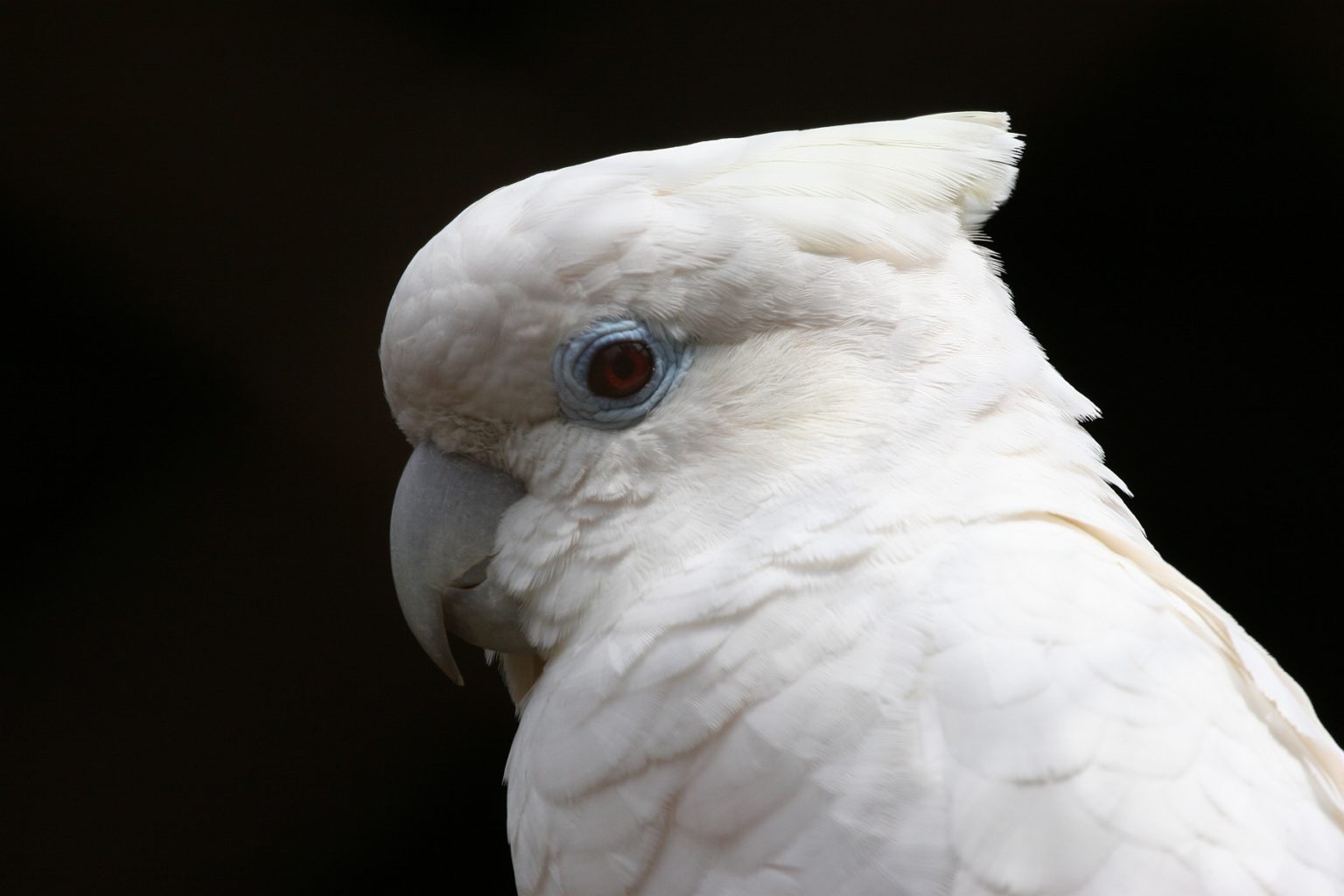 solomons cockatoo