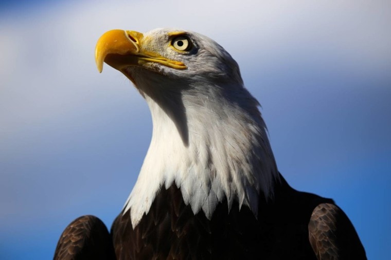 Eagle side view_Steve Boise_Shutterstock