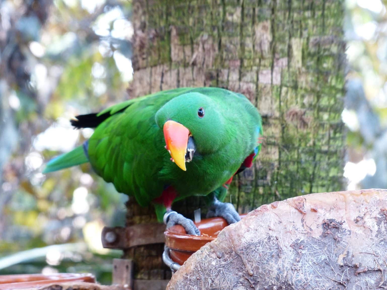 How Much Does An Eclectus Parrot Cost 2022 Price Guide Pet Keen