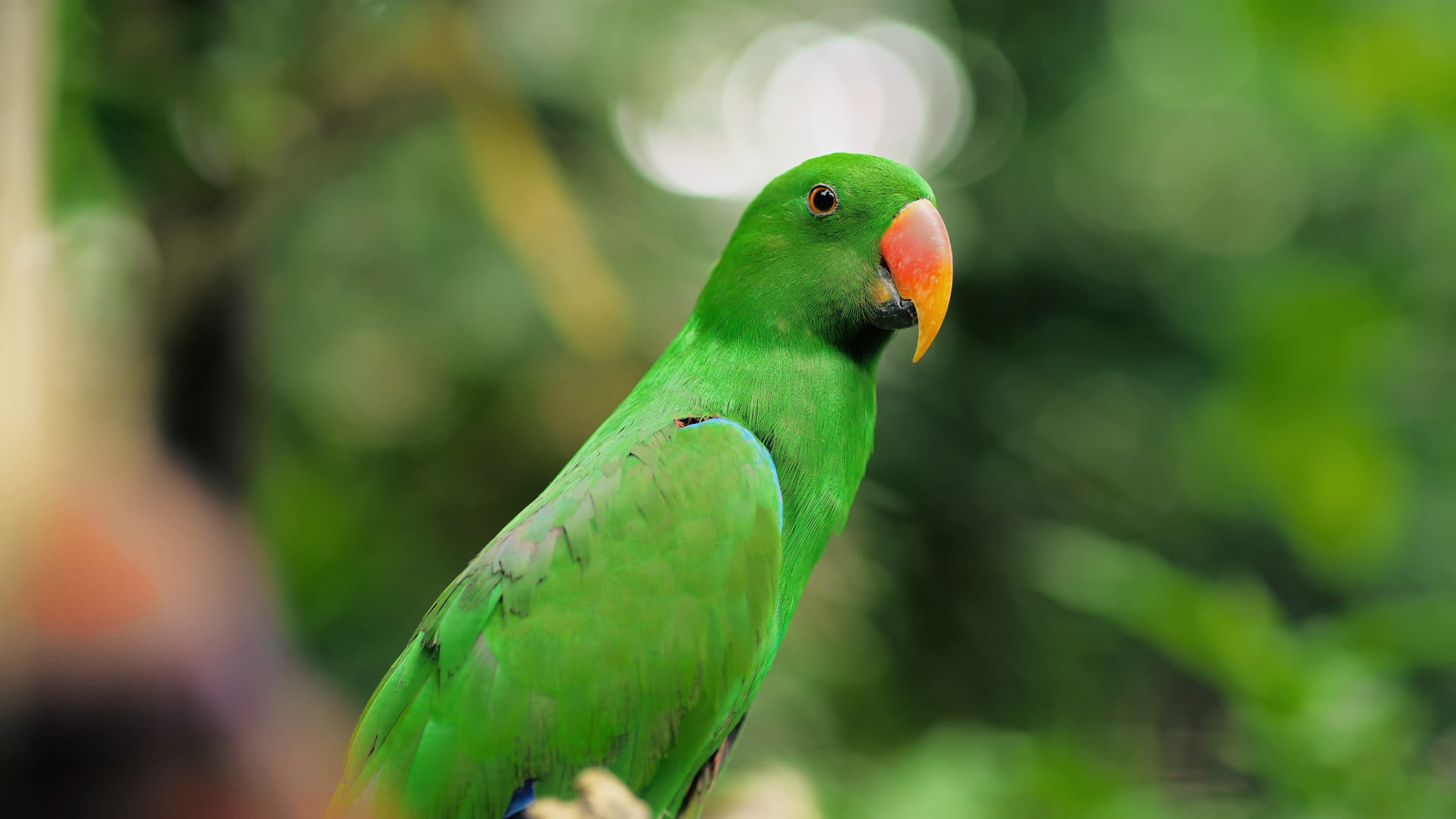 Noble,Green,Parrot,Eclectus,Close,Up