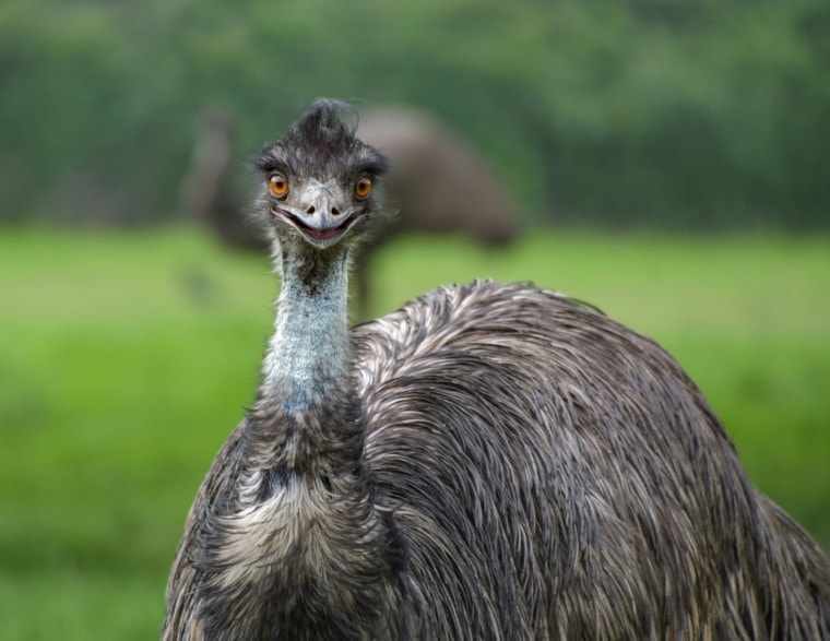 Emus smile_Pixabay