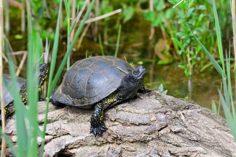 European pond turtle in rock