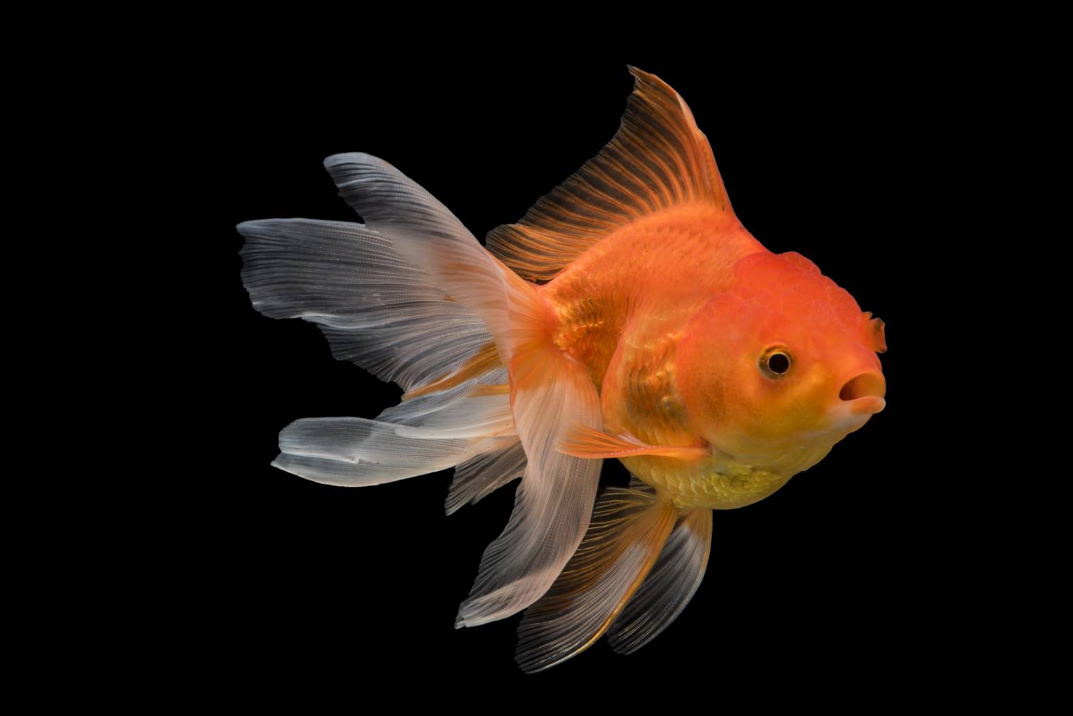 Japanese Goldfish Breeds