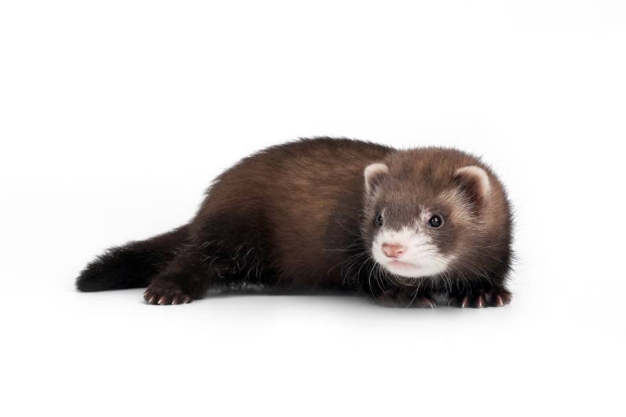 Black Sable Ferret Breed: Facts, Traits, and Rarity (With Pictures) | Pet  Keen