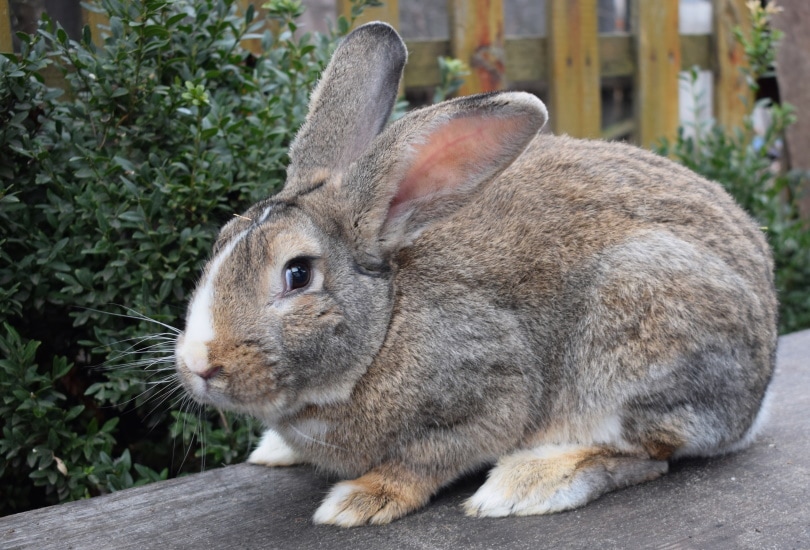 Flemish Giant Rabbits for Sale: 2022 Breeders List in UK | Pet Keen