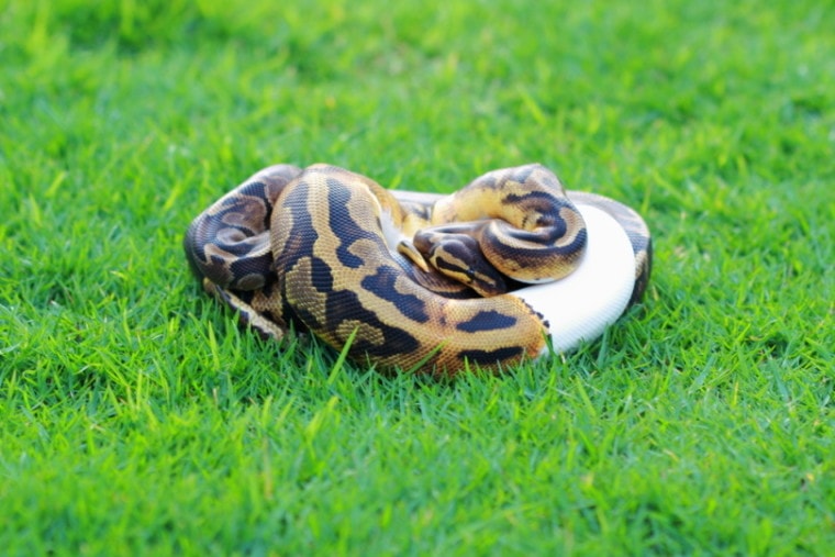 GHI Ball python coiled up in the grass