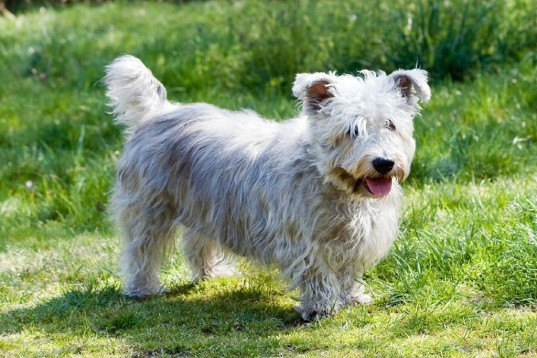 Glen of Imaal Terrier dog standing on grass