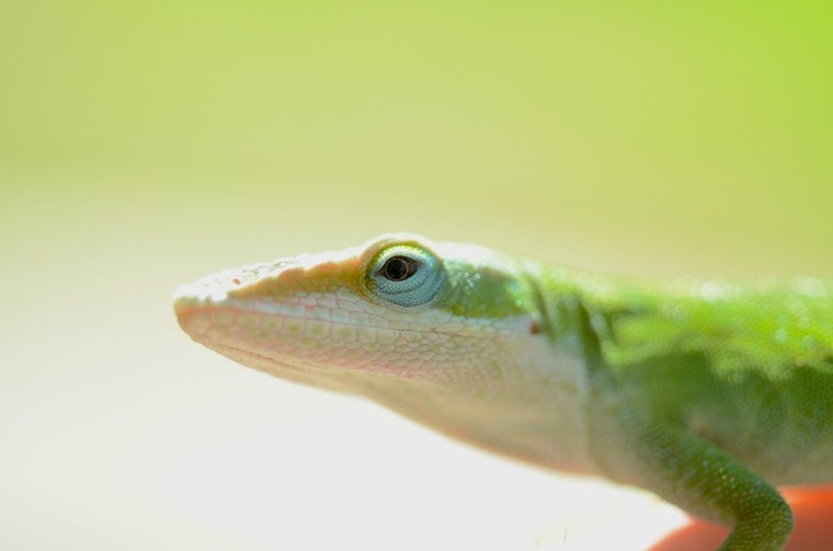 Green Anoles side view_Pixabay