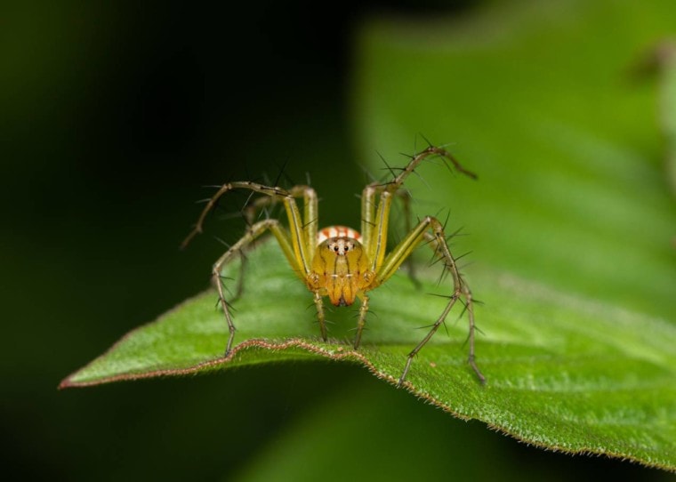 Green Lynx Spider on the leaf_Vijin Varghese_Shutterstock