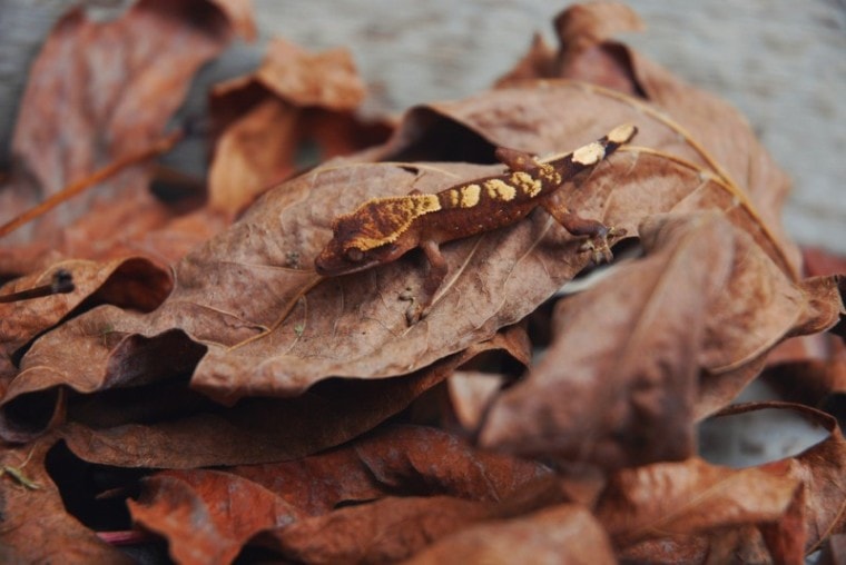Halloween crested gecko on dry leaves