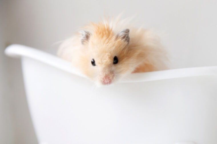 Hamster in the bath tub
