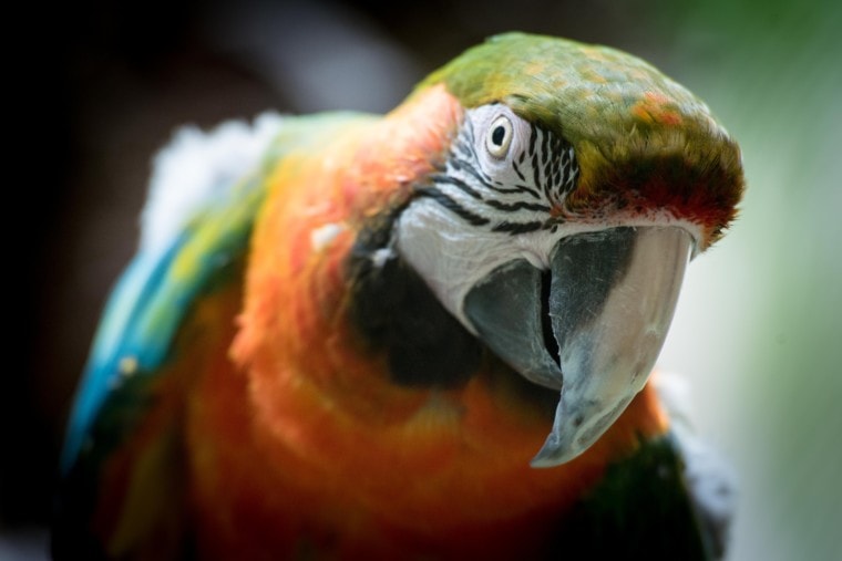 Harlequin Macaw close up_Unsplash