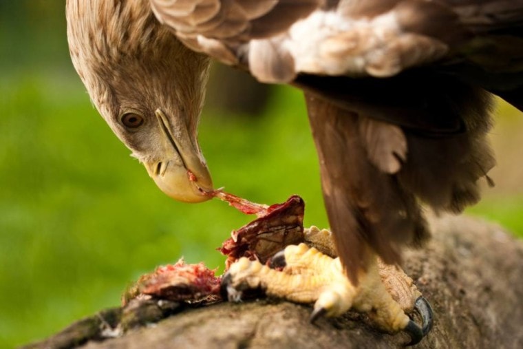 Hawks eating_ photoshooter2015_shutterstock