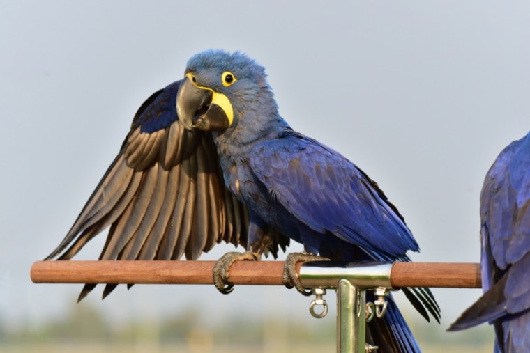Hyacinth Macaw parrots sitting on a perch
