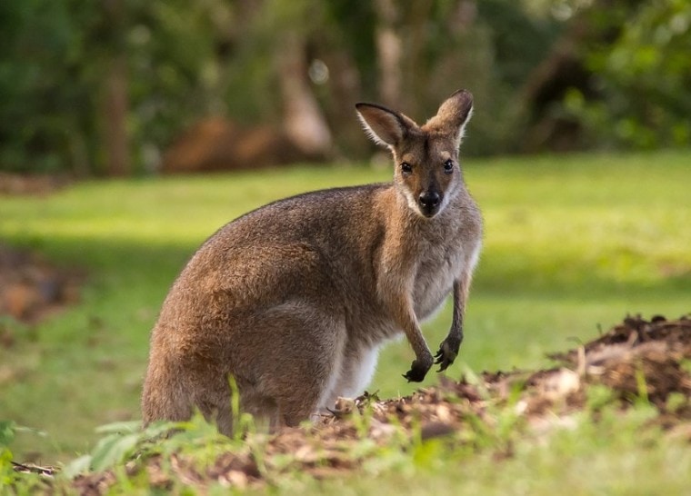 Kangaroo in forest with head turned to camera