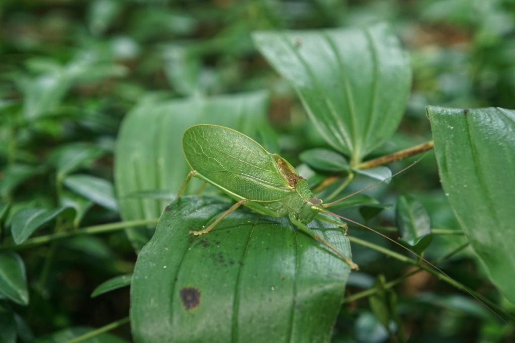 Katydids on the leaf_Pixabay