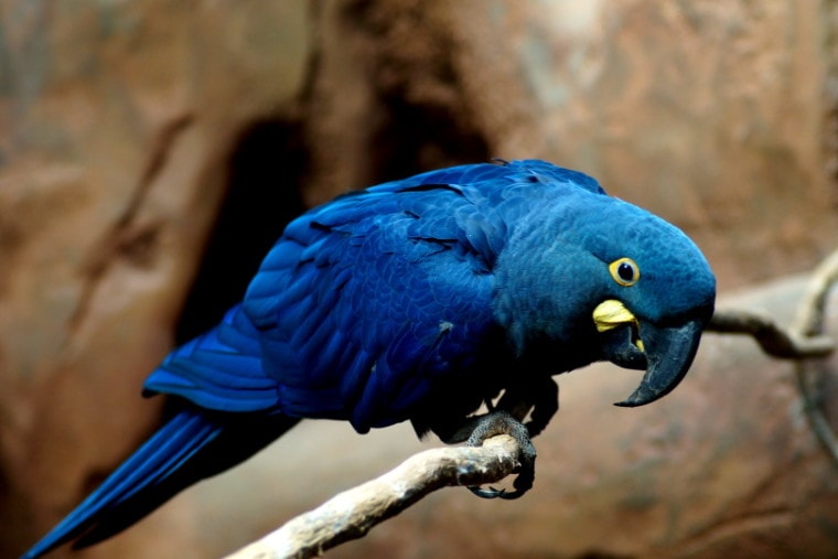 Lears macaw parrot