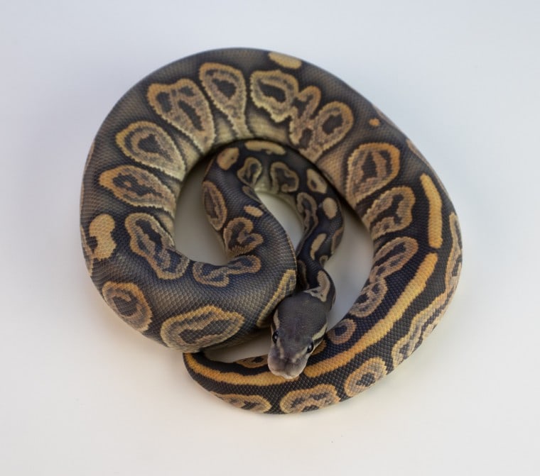 Leopard Ball Python frontal view_Pixaby