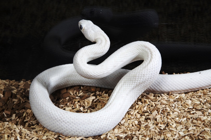 Leucistic (White) Ball Python Morph: 20 Interesting Facts (With Pictures) |  Pet Keen