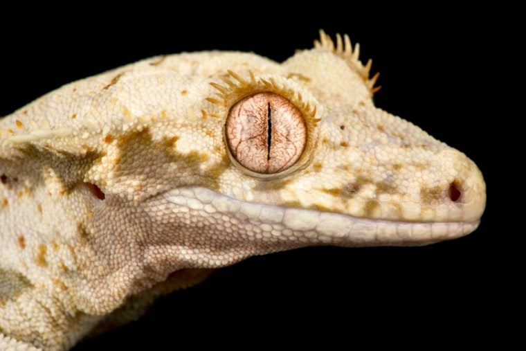 Lilly White Geckos