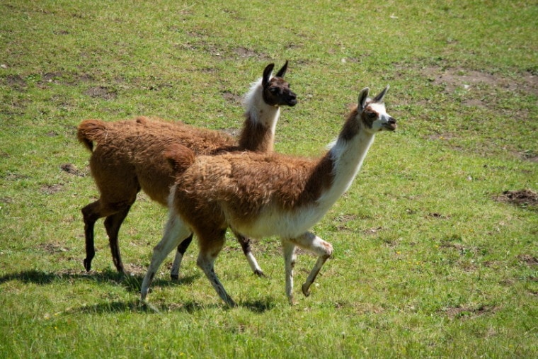Llamas on grass