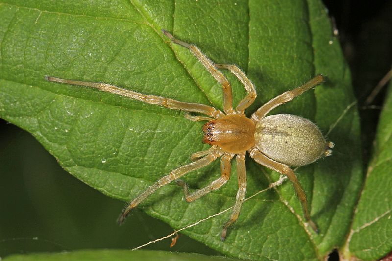 Long-legged Sac Spider - Cheiracanthium sp., Pateros, Washington