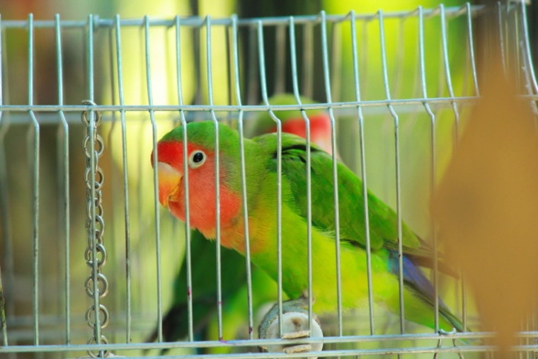Lovebirds in cage