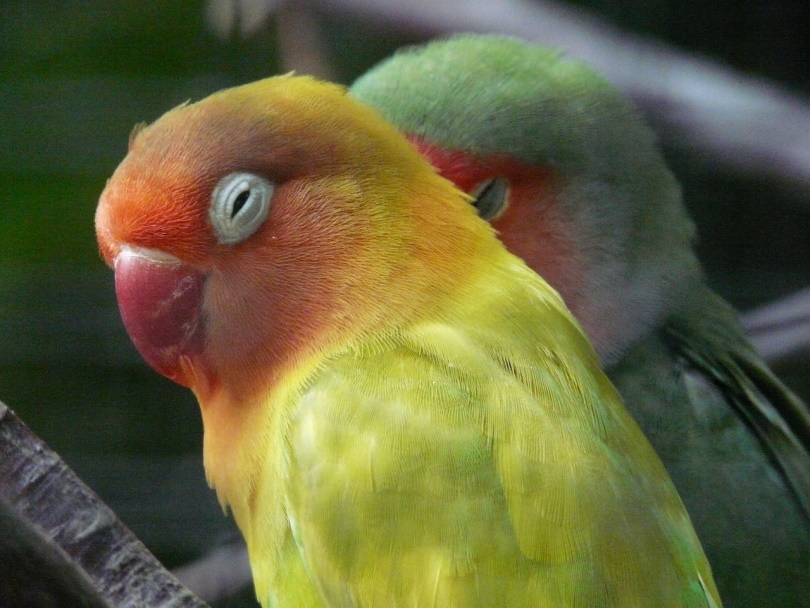 Lutino Peach-Faced Lovebird: History, & Care (with Pictures) | Pet Keen