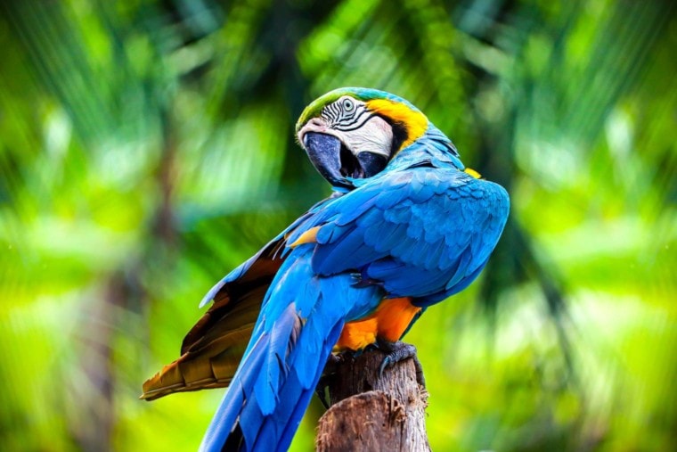 Macaw cute pose_ AKKHARAT JARUSILAWONG_Shutterstock