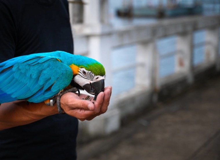 Macaw eating_ Adcharin Chitthammachuk_Shutterstock