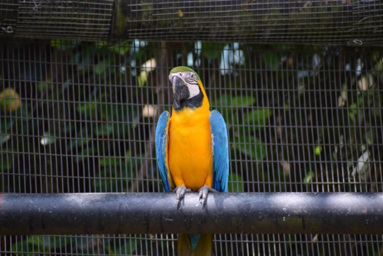 Macaw in the cage_ K.K.T Madhusanka_Shutterstock