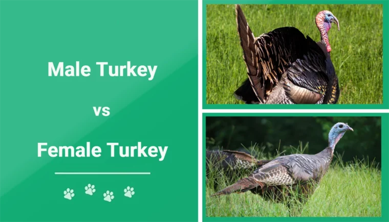Male Turkey vs Female Turkey - Featured Image