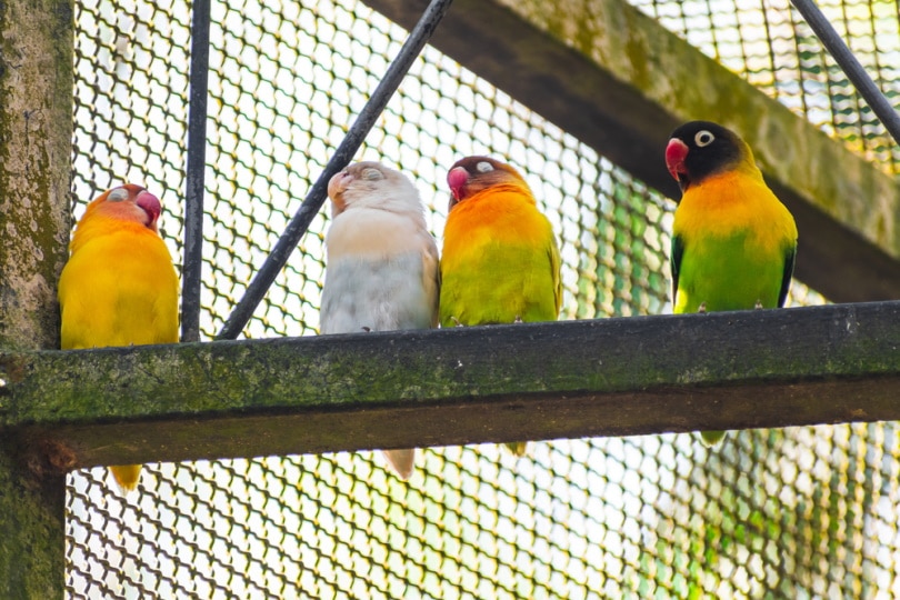 Mexican parrotlets sitting on a metal beam