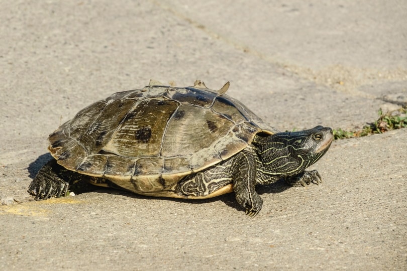 Turtle Facts You Never Knew (2023) Mississippi map turtle