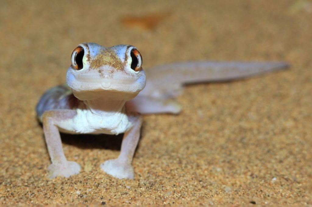 Namib Sand Gecko-Shutterstock