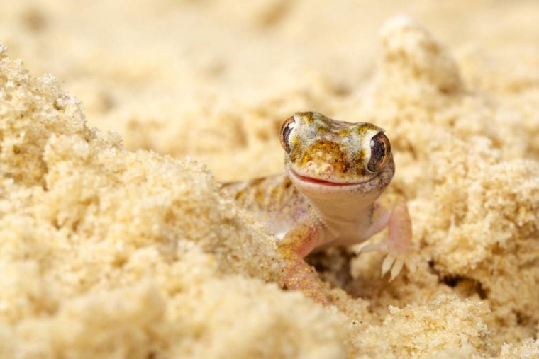 Namib Sand Gecko_Mark Bridge_Shutterstock