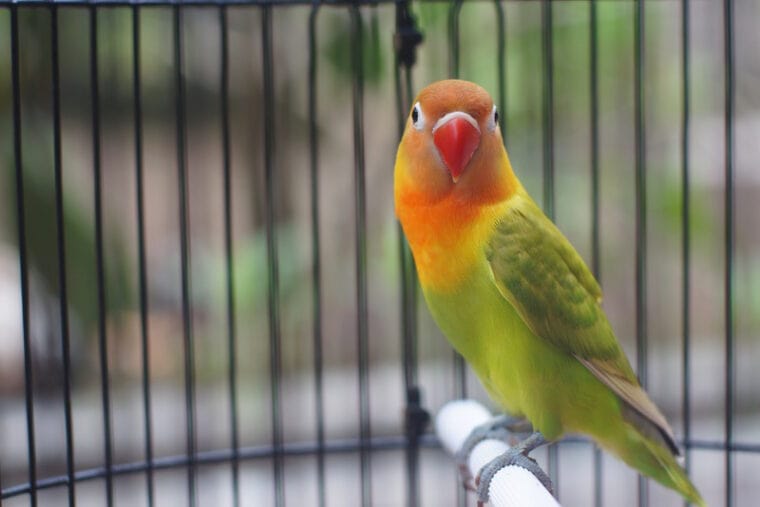 Opaline lovebird on a perch inside a cage