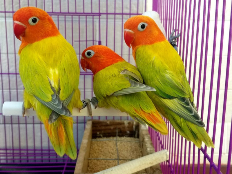 Opaline Lovebird: Traits, History, Food & Care (with Pictures) | Pet Keen
