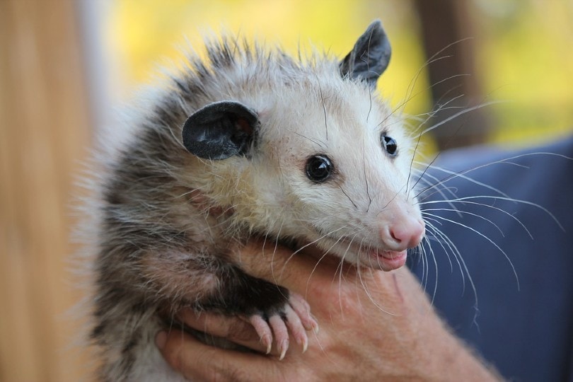Do Possums Make Great Pets What You Need To Know Pet Keen