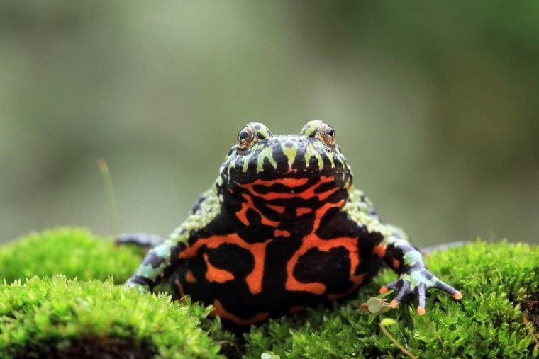 Oriental Fire Bellied Frog Closeup_Kurit afshen_Shutterstock