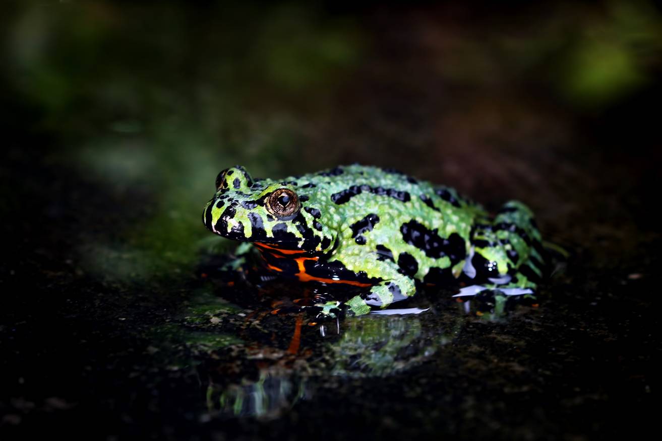 Oriental Fire Bellied Frog in the water_ agus fitriyanto suratno_Shutterstock