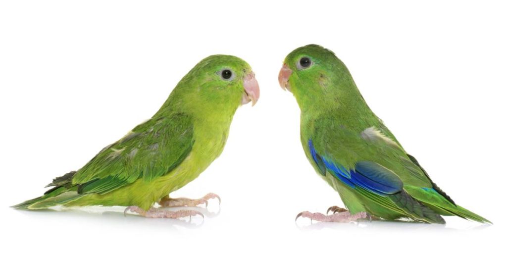 Pacific Parrotlet male and female_ cynoclub_Shutterstock