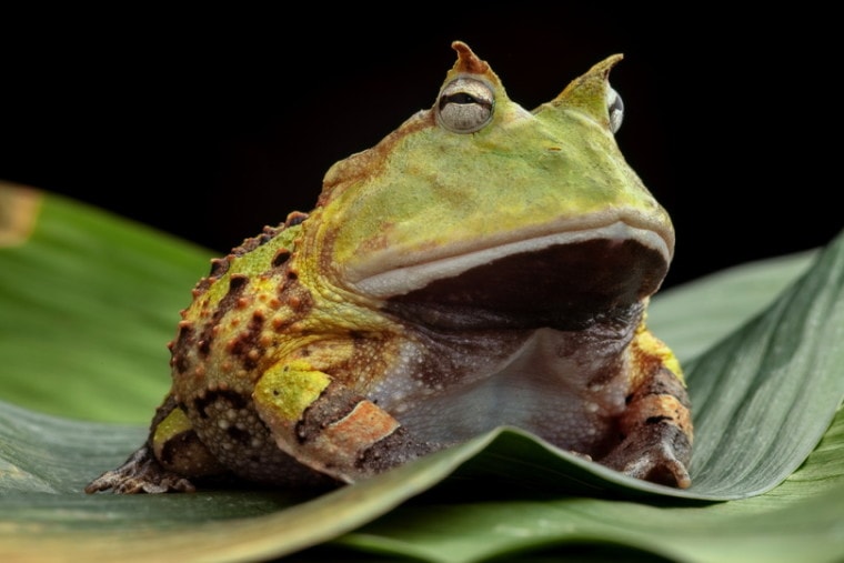 Pacman frog sitting on leaves