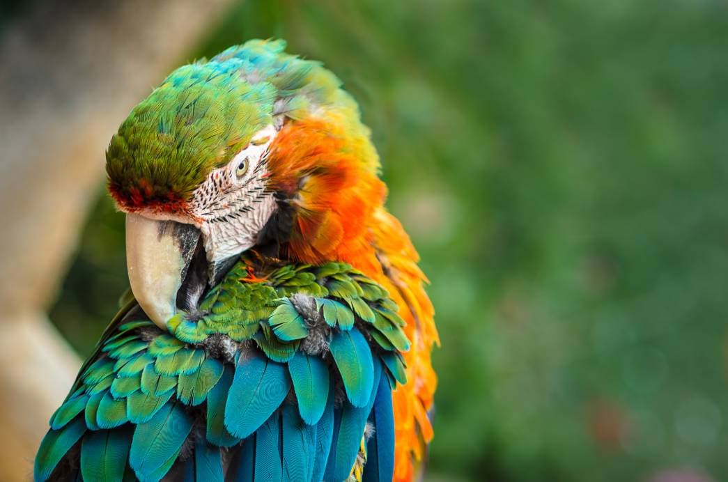 How to Get Rid of Bird Mites on Parrots | Pet Keen