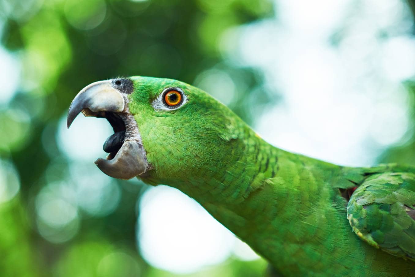 Parrot open beak_ PixieMe_Shutterstock