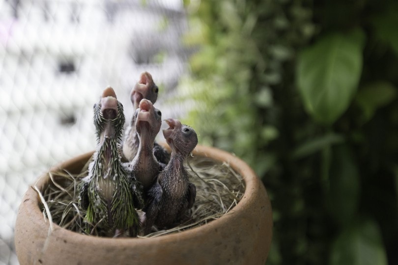 Parrotlet Nesting