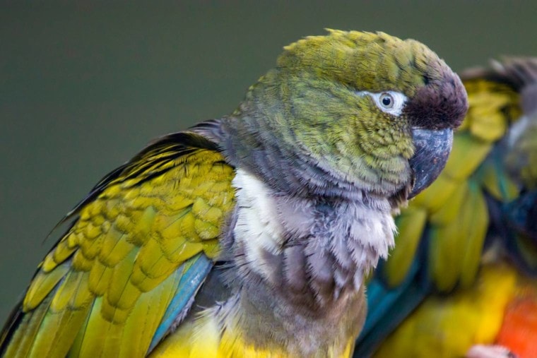 Patagonian Conure side view_Danny Ye_Shutterstock