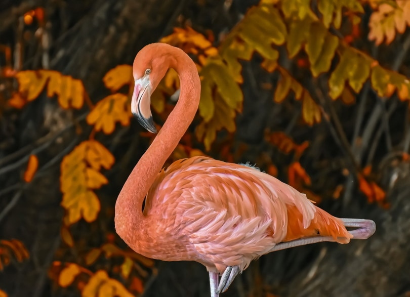 Pink flamingo with foilage