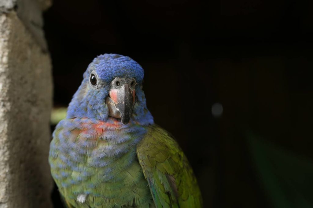 Pionus Parrot Closeup_Panga Media_Shutterstock
